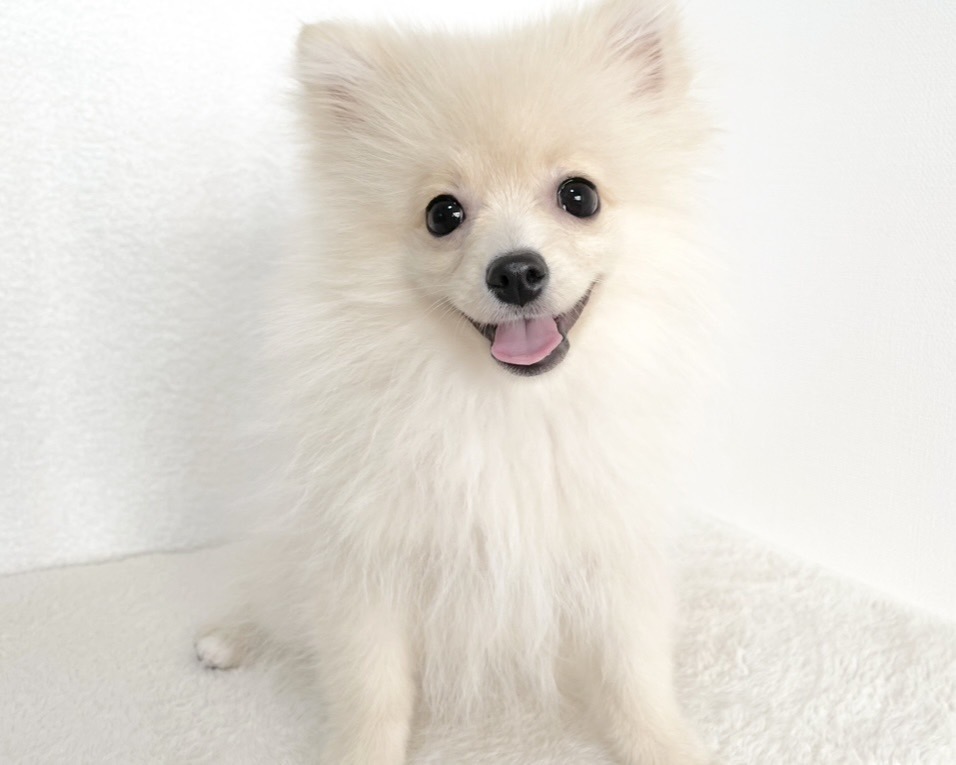 群馬県のポメラニアン (かねだいペットトライアル桐生/2025年9月15日生まれ/男の子/クリーム)の子犬の2枚目の画像