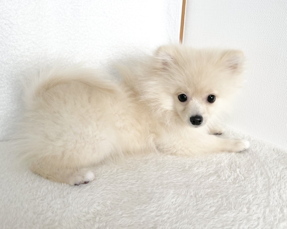 群馬県のポメラニアン (かねだいペットトライアル桐生/2025年9月15日生まれ/男の子/クリーム)の子犬の3枚目の画像