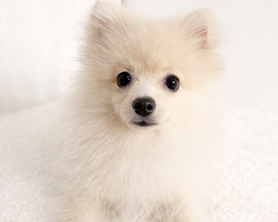 群馬県のポメラニアン (かねだいペットトライアル桐生/2025年9月15日生まれ/男の子/クリーム)の子犬の1枚目の画像