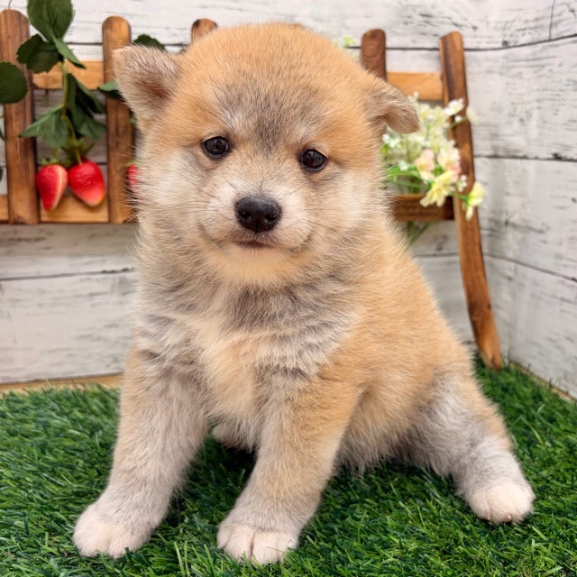 埼玉県のポメ柴/豆ポメ/ポメ豆柴(ポメラニアン×柴犬) (かねだい所沢店/2025年11月17日生まれ/女の子/赤)の子犬の1枚目の画像