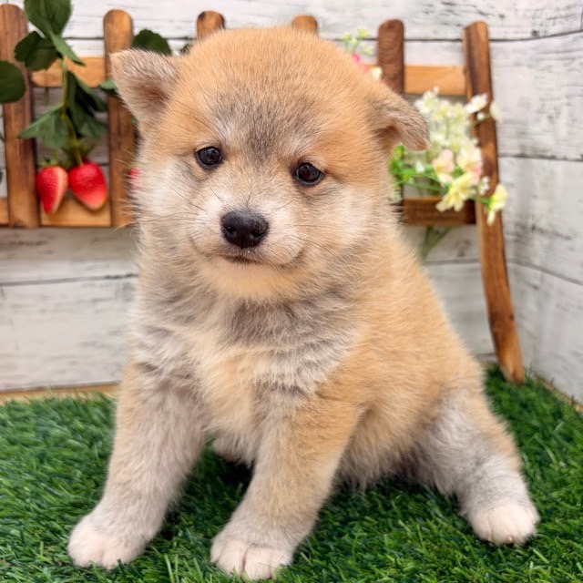 埼玉県のポメ柴/豆ポメ/ポメ豆柴(ポメラニアン×柴犬) (かねだい所沢店/2025年11月17日生まれ/女の子/赤)の子犬の2枚目の画像