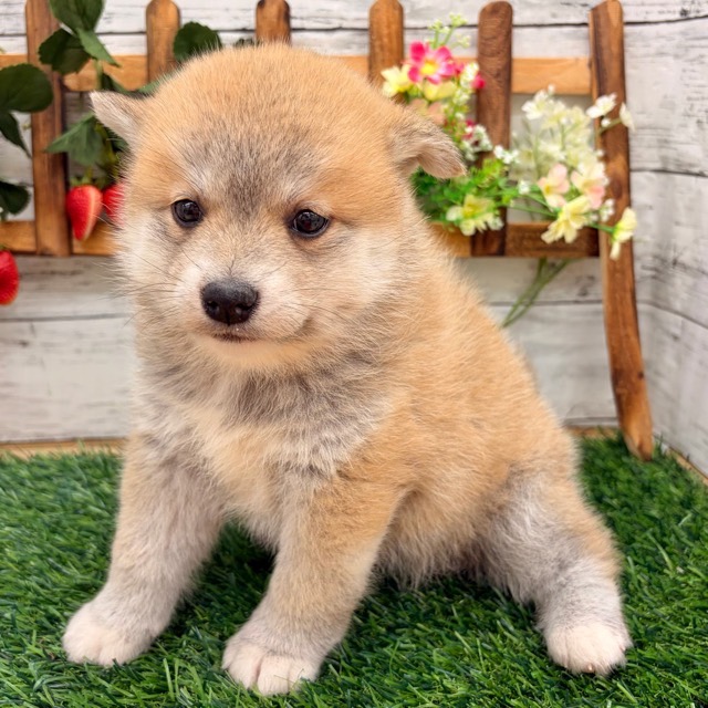 埼玉県のポメ柴/豆ポメ/ポメ豆柴(ポメラニアン×柴犬) (かねだい所沢店/2025年11月17日生まれ/女の子/赤)の子犬の3枚目の画像