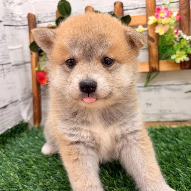 埼玉県のポメ柴/豆ポメ/ポメ豆柴(ポメラニアン×柴犬) (かねだい所沢店/2025年11月17日生まれ/女の子/赤)の子犬の4枚目の画像