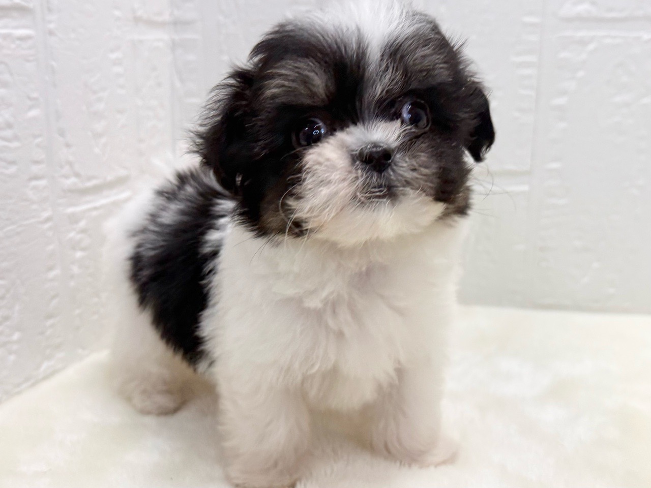 東京都のマルズー/マルシーズ(マルチーズ×シーズー) (かねだい青梅店/2025年11月11日生まれ/女の子/ホワイトブラック)の子犬の3枚目の画像