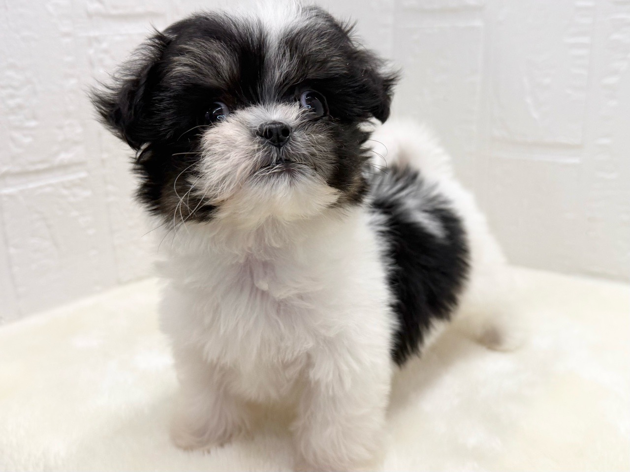 東京都のマルズー/マルシーズ(マルチーズ×シーズー) (かねだい青梅店/2025年11月11日生まれ/女の子/ホワイトブラック)の子犬の4枚目の画像