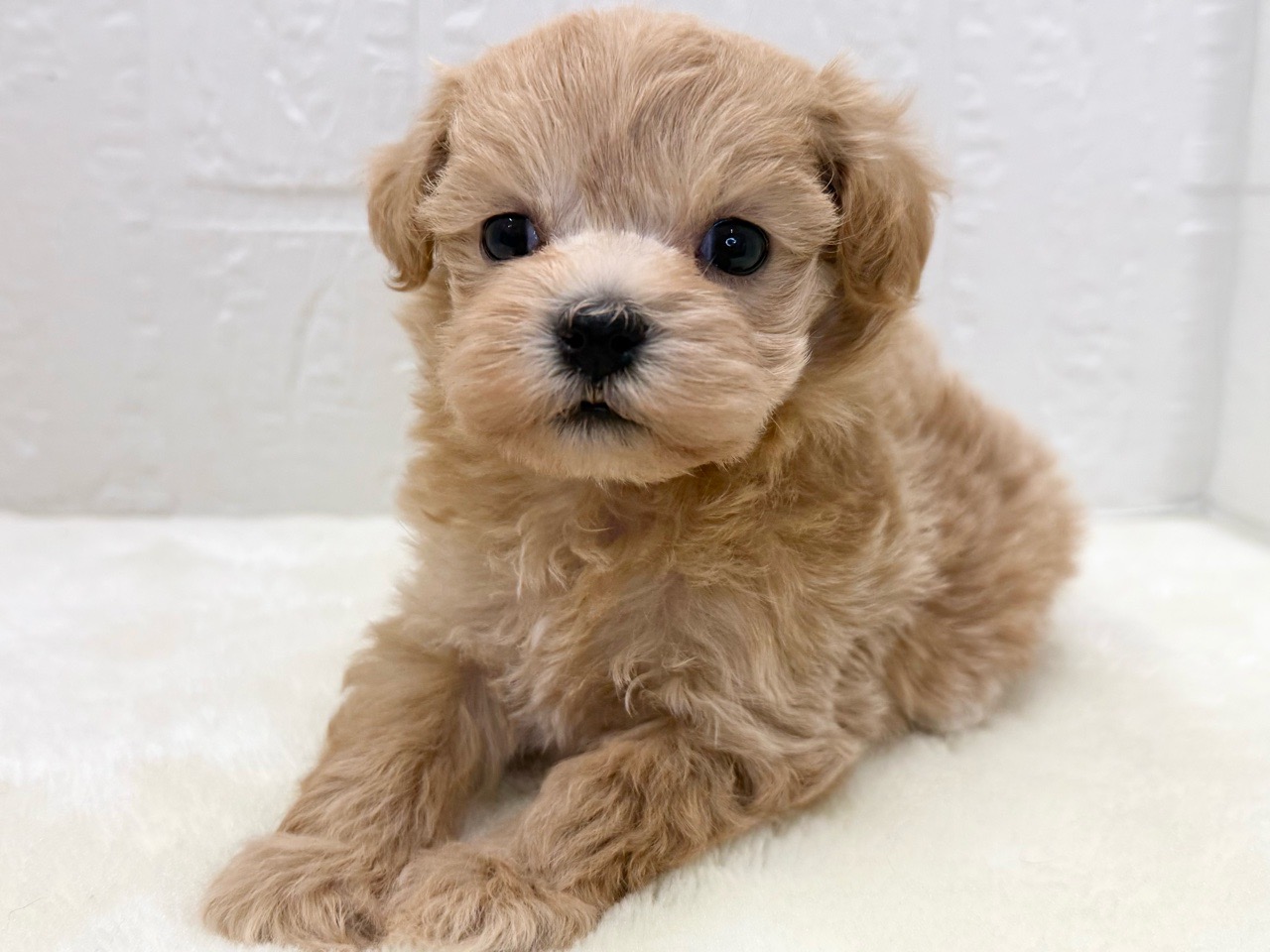 東京都のマルプー(マルチーズ×プードル) (かねだい青梅店/2025年11月14日生まれ/女の子/アプリコット)の子犬の2枚目の画像