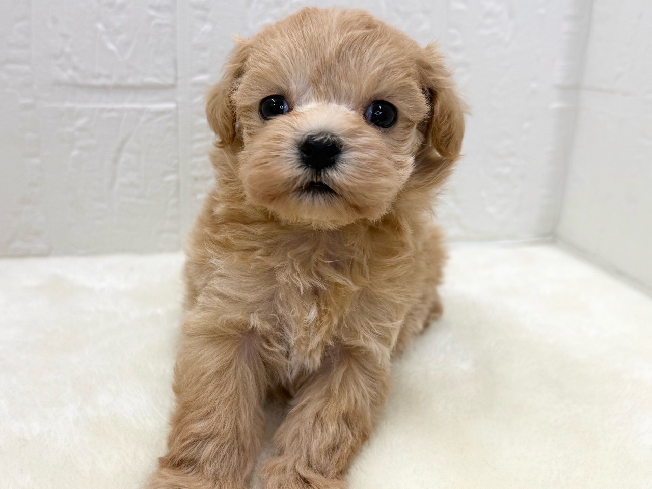 東京都のマルプー(マルチーズ×プードル) (かねだい青梅店/2025年11月14日生まれ/女の子/アプリコット)の子犬の3枚目の画像