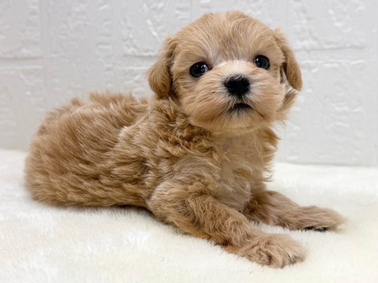 東京都のマルプー(マルチーズ×プードル) (かねだい青梅店/2025年11月14日生まれ/女の子/アプリコット)の子犬の4枚目の画像