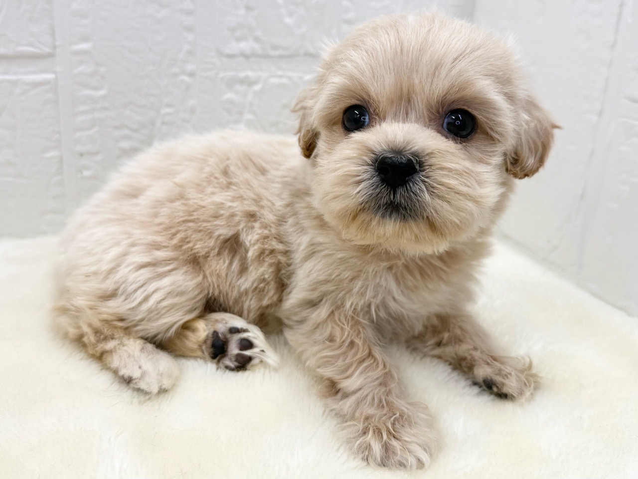 東京都のペキプー(ペキニーズ×プードル) (かねだい青梅店/2025年11月14日生まれ/女の子/アプリコット)の子犬の2枚目の画像