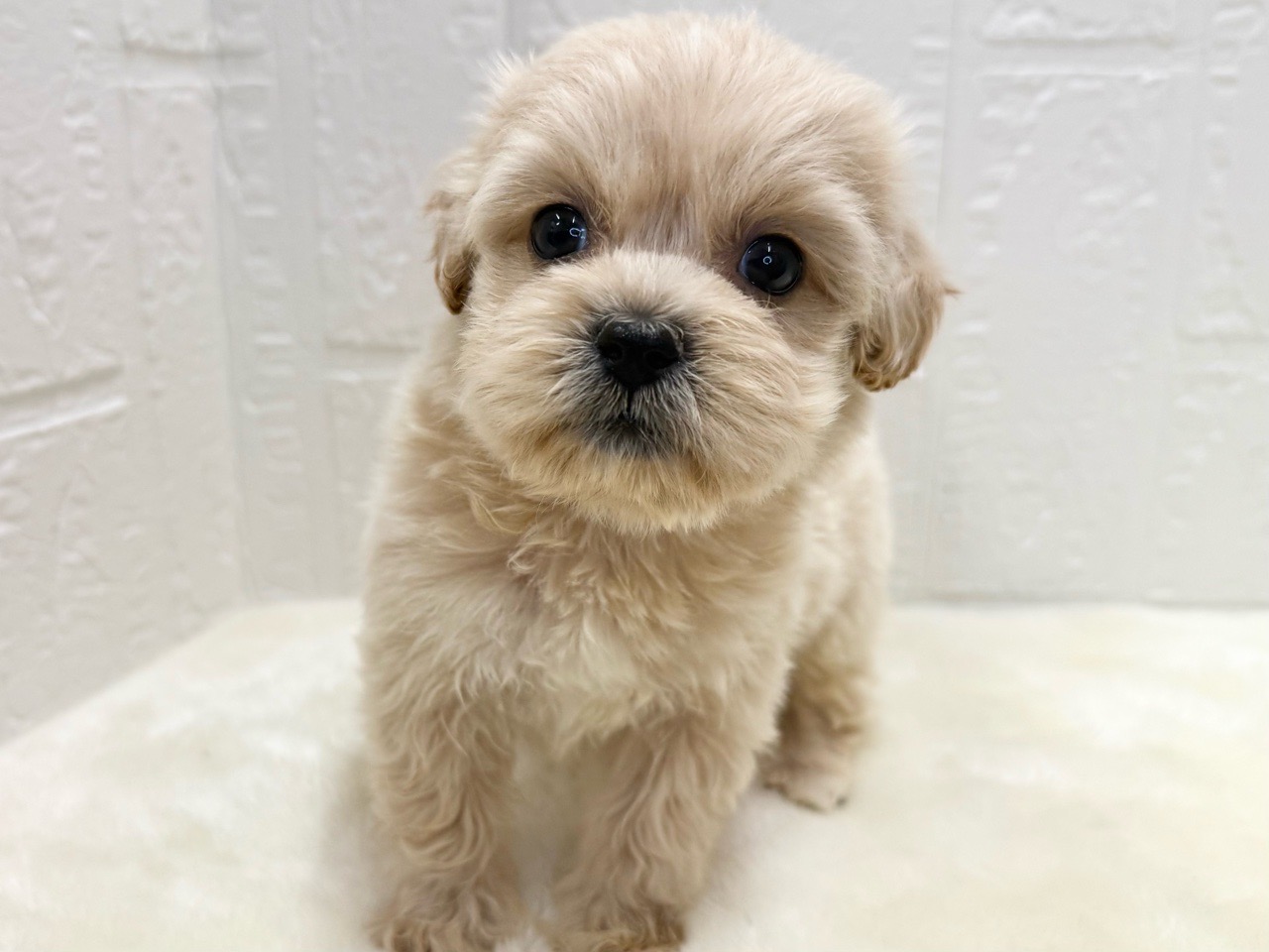 東京都のペキプー(ペキニーズ×プードル) (かねだい青梅店/2025年11月14日生まれ/女の子/アプリコット)の子犬の3枚目の画像