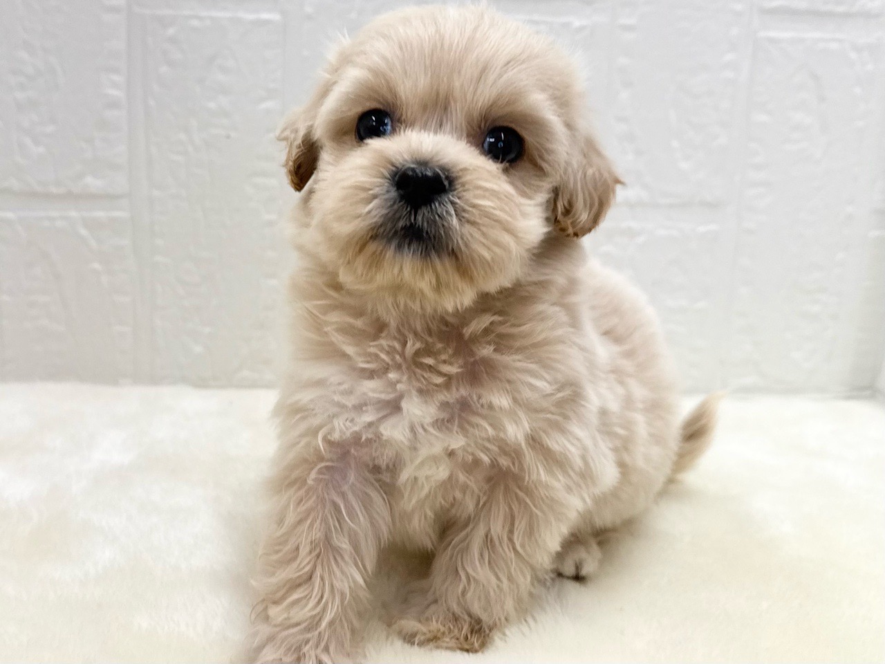 東京都のペキプー(ペキニーズ×プードル) (かねだい青梅店/2025年11月14日生まれ/女の子/アプリコット)の子犬の4枚目の画像