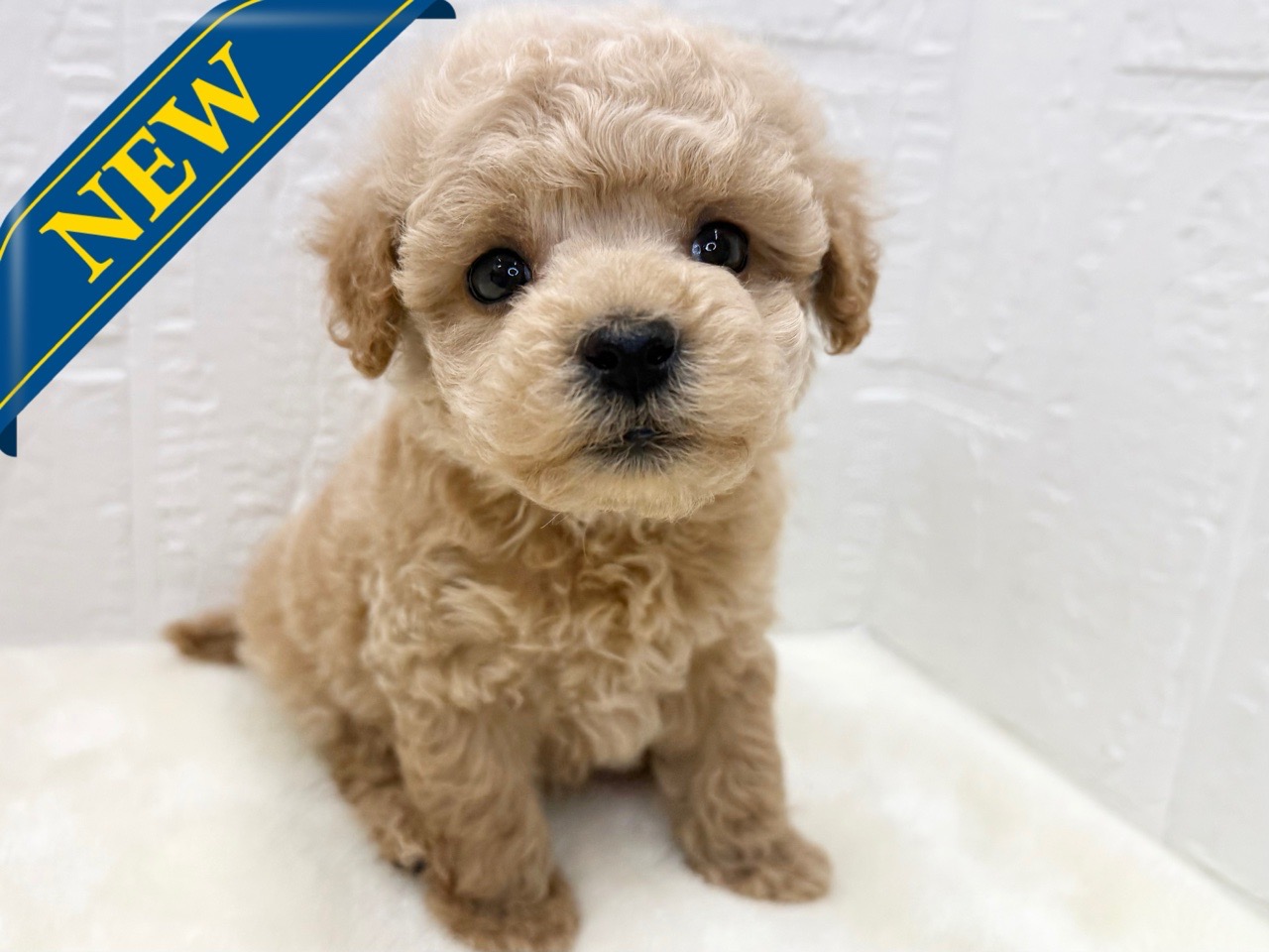 東京都のマルプー(マルチーズ×プードル) (かねだい青梅店/2025年11月15日生まれ/男の子/アプリコット)の子犬の1枚目の画像