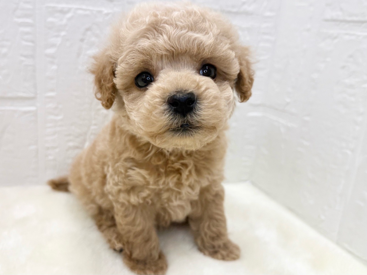 東京都のマルプー(マルチーズ×プードル) (かねだい青梅店/2025年11月15日生まれ/男の子/アプリコット)の子犬の2枚目の画像