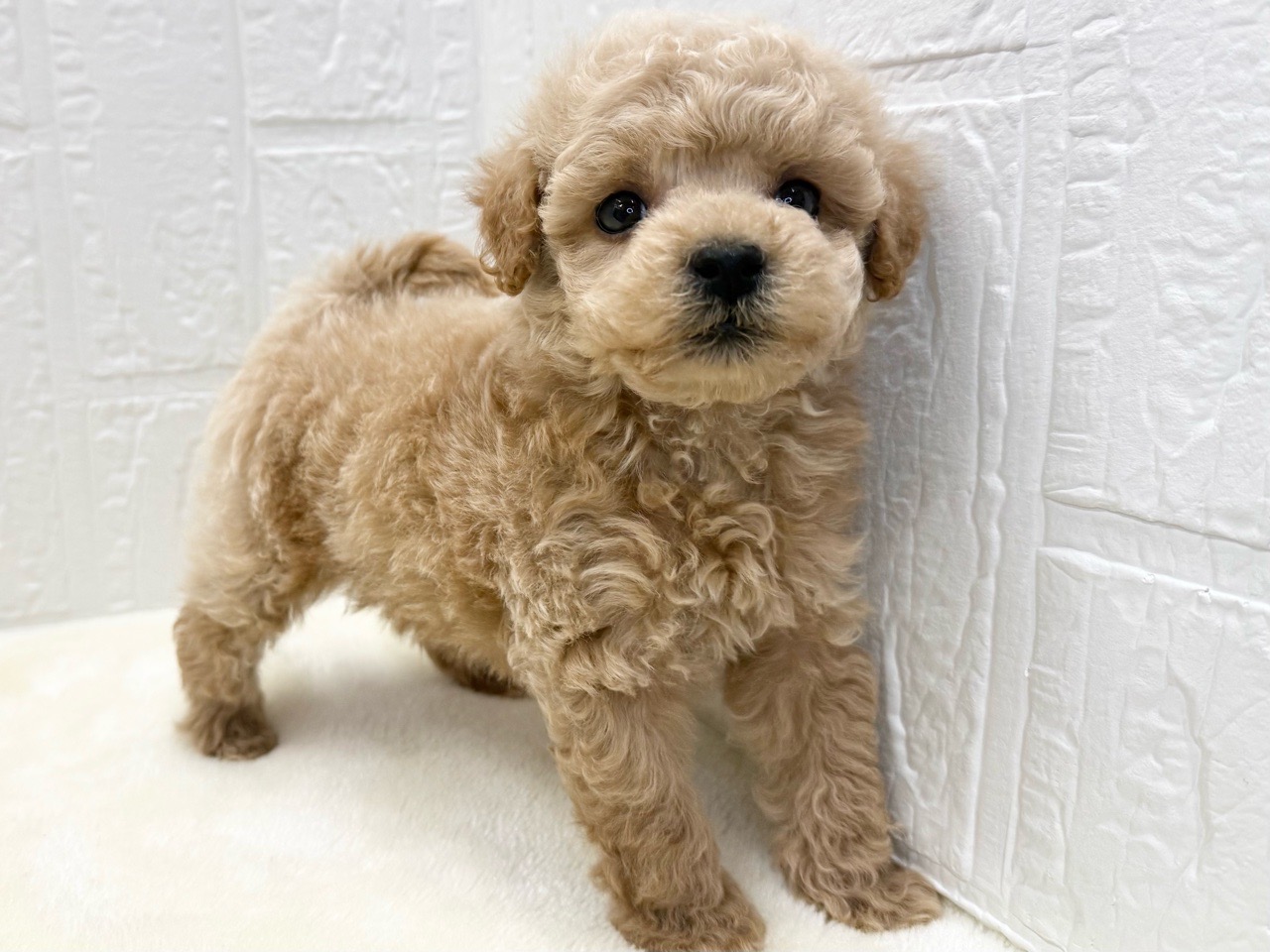 東京都のマルプー(マルチーズ×プードル) (かねだい青梅店/2025年11月15日生まれ/男の子/アプリコット)の子犬の4枚目の画像