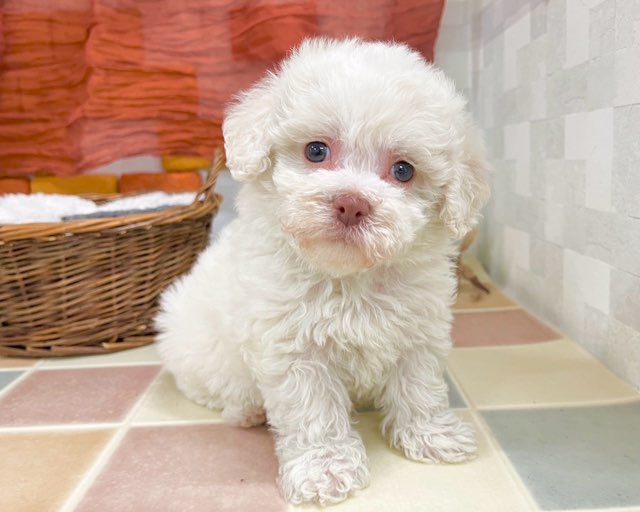 群馬県のビションフリーゼ (かねだいペットトライアル前橋/2025年11月18日生まれ/女の子/ホワイト)の子犬の1枚目の画像