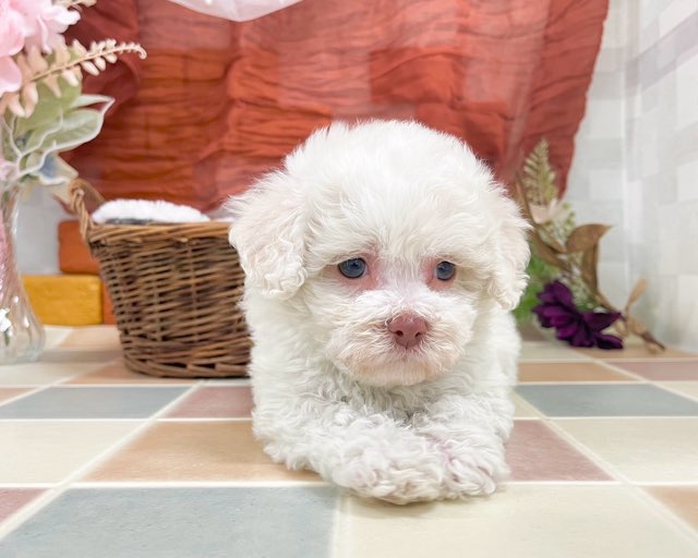群馬県のビションフリーゼ (かねだいペットトライアル前橋/2025年11月18日生まれ/女の子/ホワイト)の子犬の2枚目の画像