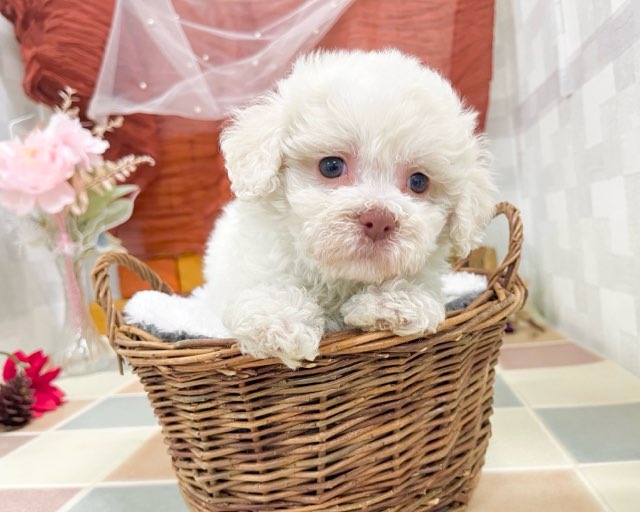 群馬県のビションフリーゼ (かねだいペットトライアル前橋/2025年11月18日生まれ/女の子/ホワイト)の子犬の3枚目の画像