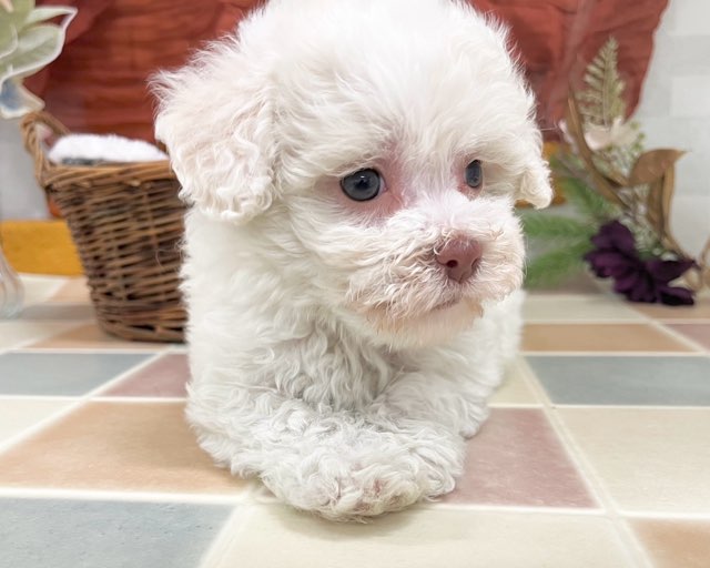 群馬県のビションフリーゼ (かねだいペットトライアル前橋/2025年11月18日生まれ/女の子/ホワイト)の子犬の4枚目の画像