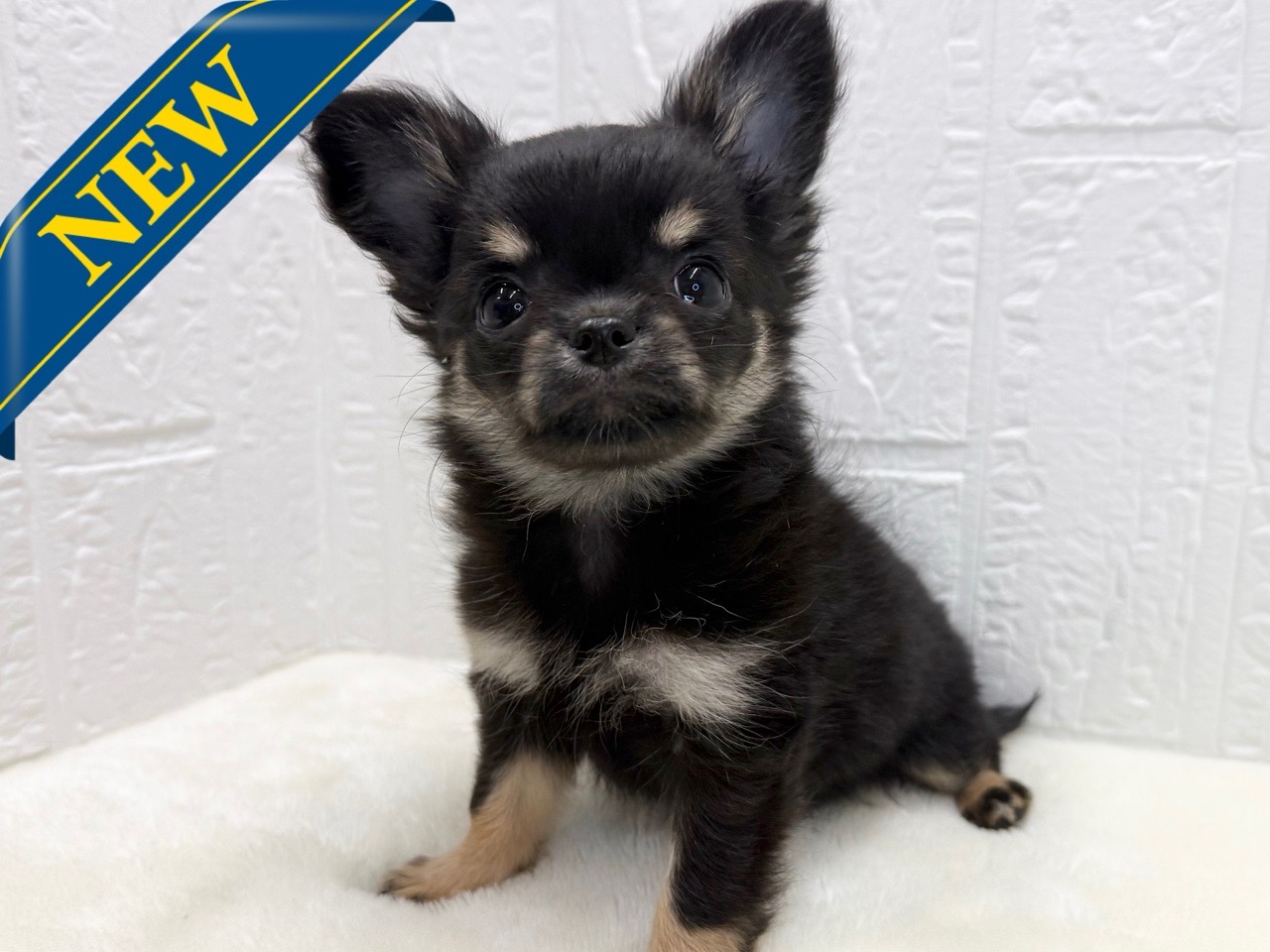 東京都のチワワ(ロング) (かねだい青梅店/2025年11月16日生まれ/女の子/ブラックタンホワイト)の子犬の1枚目の画像