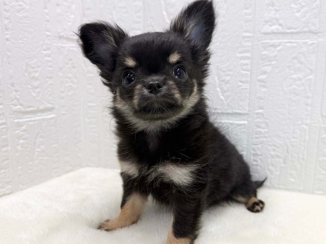 東京都のチワワ(ロング) (かねだい青梅店/2025年11月16日生まれ/女の子/ブラックタンホワイト)の子犬の2枚目の画像