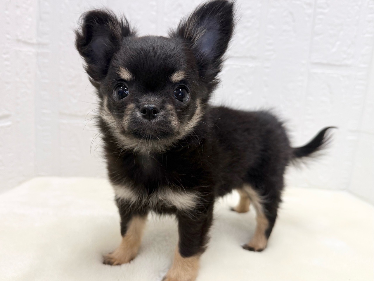 東京都のチワワ(ロング) (かねだい青梅店/2025年11月16日生まれ/女の子/ブラックタンホワイト)の子犬の3枚目の画像