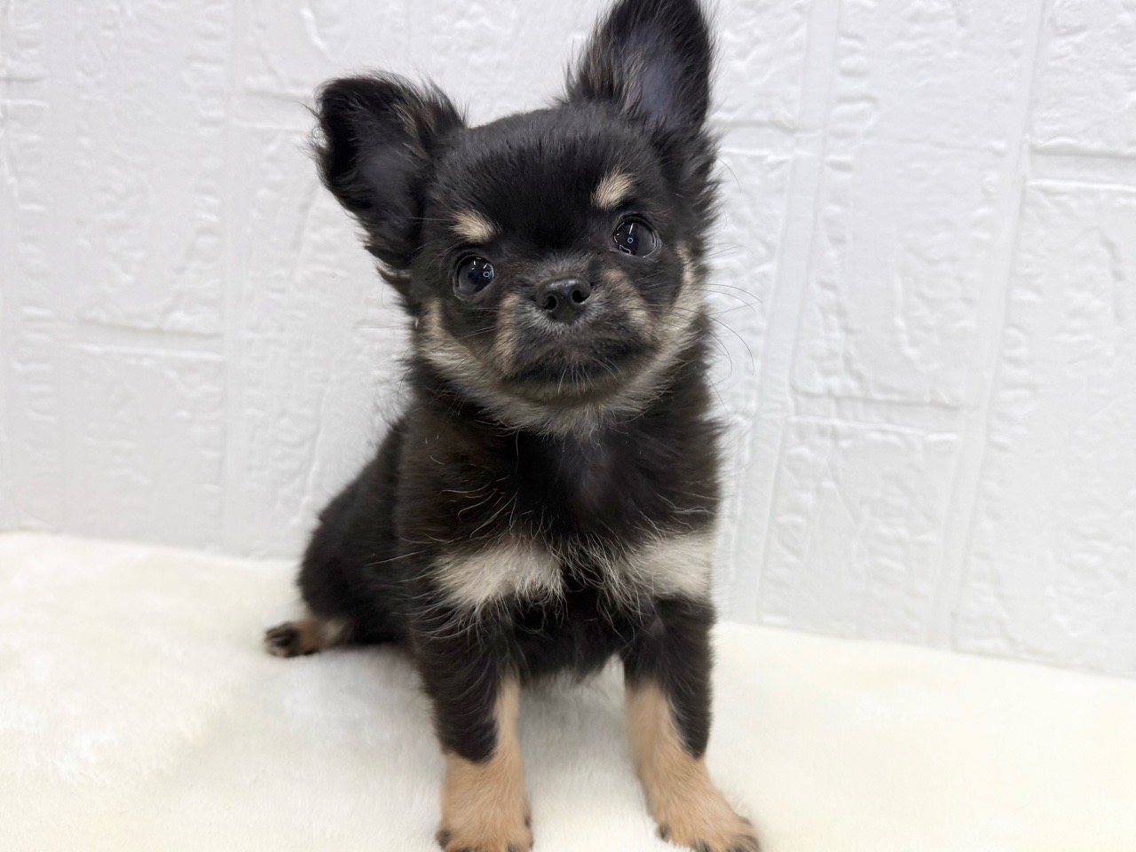 東京都のチワワ(ロング) (かねだい青梅店/2025年11月16日生まれ/女の子/ブラックタンホワイト)の子犬の4枚目の画像