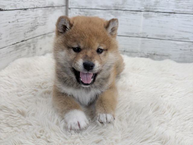 新潟県の柴犬(標準サイズ) (かねだいペットトライアル魚沼/2025年11月10日生まれ/女の子/赤)の子犬の2枚目の画像