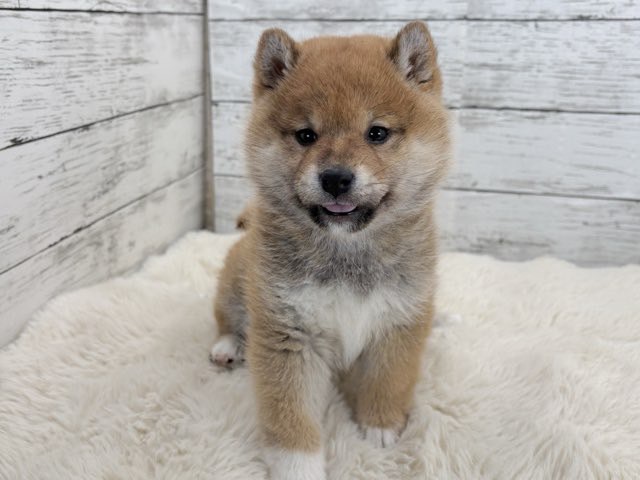 新潟県の柴犬(標準サイズ) (かねだいペットトライアル魚沼/2025年11月10日生まれ/女の子/赤)の子犬の3枚目の画像