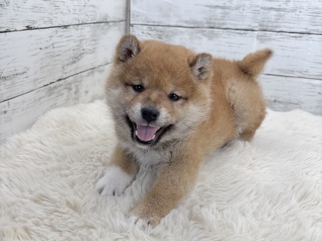 新潟県の柴犬(標準サイズ) (かねだいペットトライアル魚沼/2025年11月10日生まれ/女の子/赤)の子犬の4枚目の画像