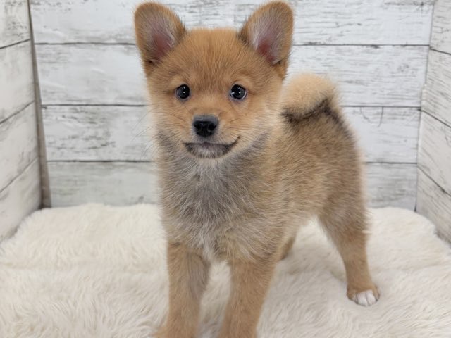 新潟県の豆柴×ポメラニアン (かねだいペットトライアル魚沼/2025年11月8日生まれ/男の子/赤)の子犬