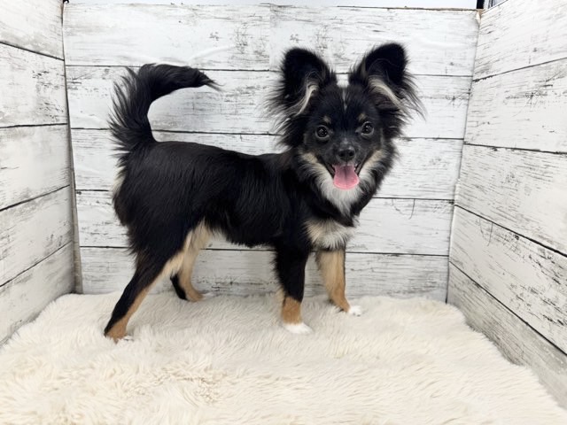 新潟県のポメチワ/チワポメ/ポメチー(ポメラニアン×チワワ) (かねだいペットトライアル魚沼/2025年6月29日生まれ/女の子/ブラックタンホワイト)の子犬の1枚目の画像