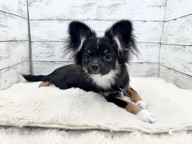 新潟県のポメチワ/チワポメ/ポメチー(ポメラニアン×チワワ) (かねだいペットトライアル魚沼/2025年6月29日生まれ/女の子/ブラックタンホワイト)の子犬の2枚目の画像