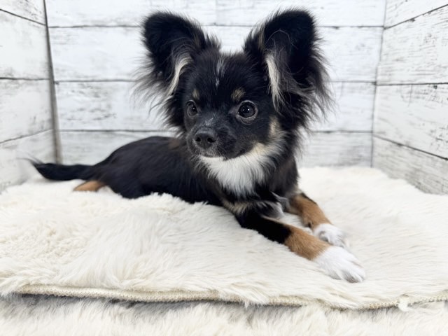 新潟県のポメチワ/チワポメ/ポメチー(ポメラニアン×チワワ) (かねだいペットトライアル魚沼/2025年6月29日生まれ/女の子/ブラックタンホワイト)の子犬の3枚目の画像