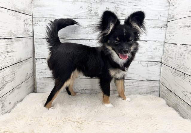 新潟県のポメチワ/チワポメ/ポメチー(ポメラニアン×チワワ) (かねだいペットトライアル魚沼/2025年6月29日生まれ/女の子/ブラックタンホワイト)の子犬の4枚目の画像