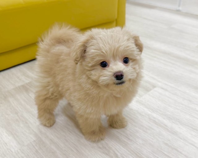 群馬県のポメプー(ポメラニアン×プードル) (かねだいペットトライアル前橋/2025年10月20日生まれ/男の子/アプリコット)の子犬の2枚目の画像