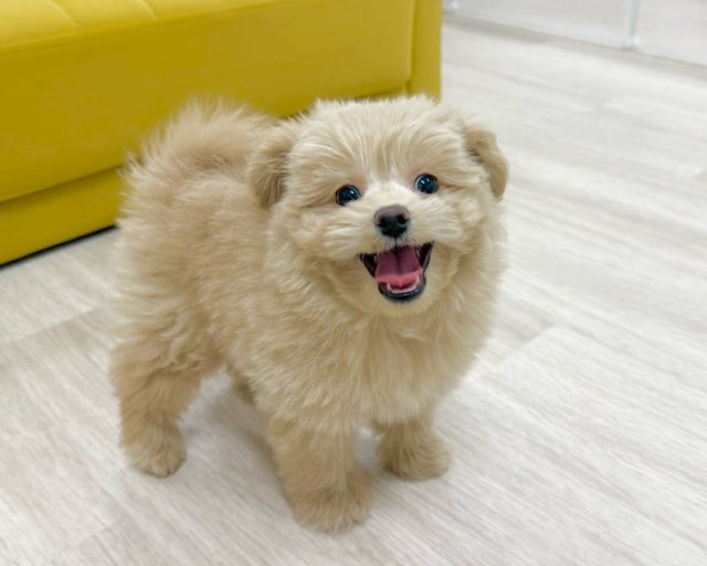 群馬県のポメプー(ポメラニアン×プードル) (かねだいペットトライアル前橋/2025年10月20日生まれ/男の子/アプリコット)の子犬の1枚目の画像