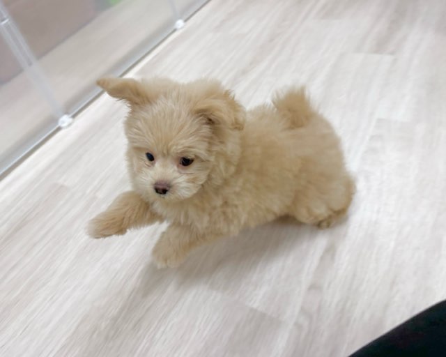 群馬県のポメプー(ポメラニアン×プードル) (かねだいペットトライアル前橋/2025年10月20日生まれ/男の子/アプリコット)の子犬の3枚目の画像