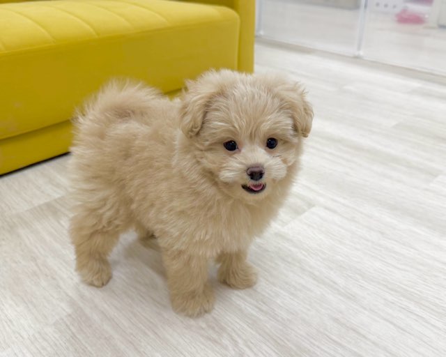 群馬県のポメプー(ポメラニアン×プードル) (かねだいペットトライアル前橋/2025年10月20日生まれ/男の子/アプリコット)の子犬の4枚目の画像