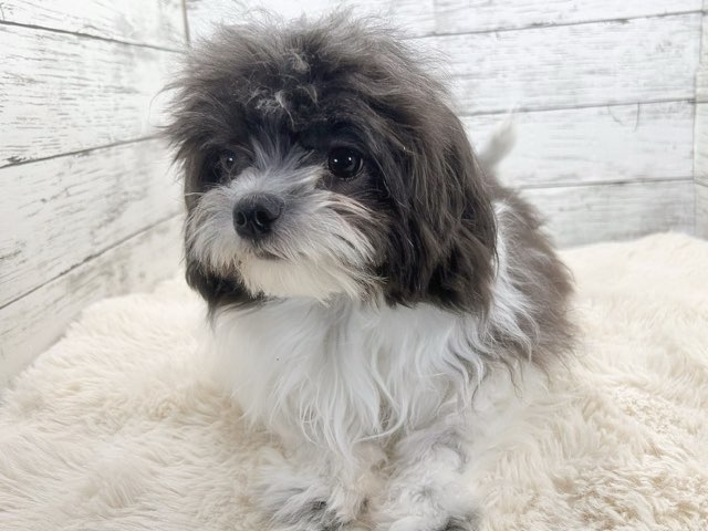 新潟県のチワワ×マルチーズ (かねだいペットトライアル魚沼/2025年3月3日生まれ/男の子/ホワイトブラック)の子犬の2枚目の画像