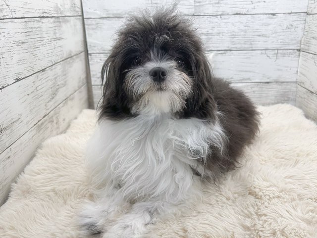 新潟県のチワワ×マルチーズ (かねだいペットトライアル魚沼/2025年3月3日生まれ/男の子/ホワイトブラック)の子犬の4枚目の画像