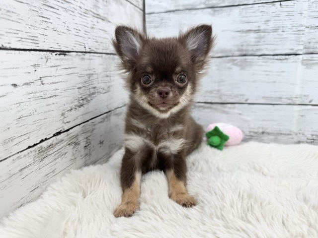 新潟県のチワワ(ロング) (かねだいペットトライアル魚沼/2025年9月22日生まれ/女の子/チョコレートタン)の子犬の1枚目の画像