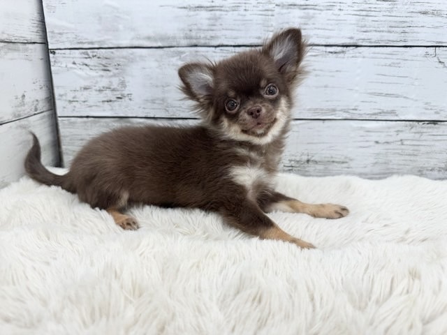 新潟県のチワワ(ロング) (かねだいペットトライアル魚沼/2025年9月22日生まれ/女の子/チョコレートタン)の子犬の2枚目の画像