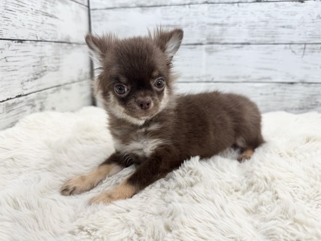 新潟県のチワワ(ロング) (かねだいペットトライアル魚沼/2025年9月22日生まれ/女の子/チョコレートタン)の子犬の3枚目の画像