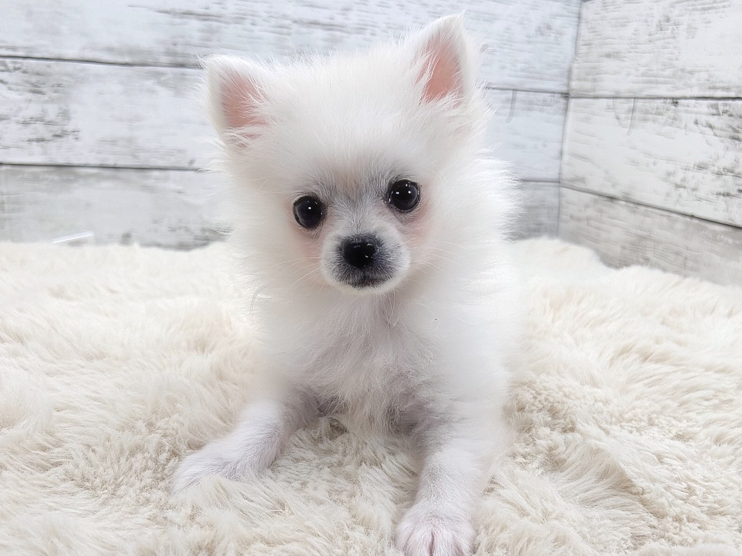 新潟県のポメラニアン×チワワ (かねだいペットトライアル魚沼/2025年10月28日生まれ/男の子/クリーム)の子犬
