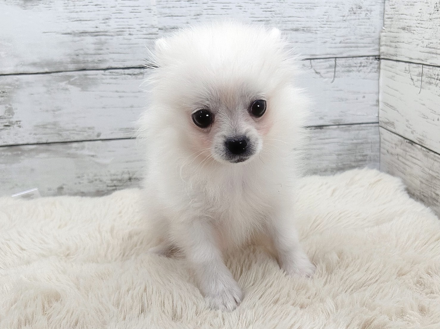 新潟県のポメチワ/チワポメ/ポメチー(ポメラニアン×チワワ) (かねだいペットトライアル魚沼/2025年10月28日生まれ/男の子/クリーム)の子犬の2枚目の画像