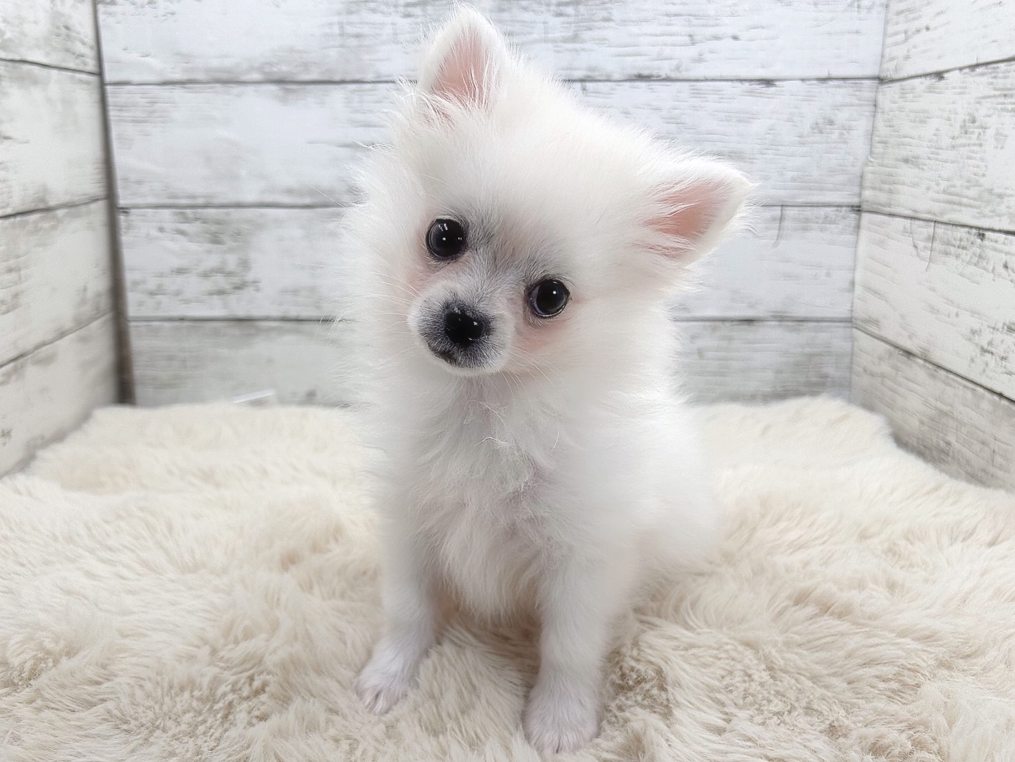 新潟県のポメチワ/チワポメ/ポメチー(ポメラニアン×チワワ) (かねだいペットトライアル魚沼/2025年10月28日生まれ/男の子/クリーム)の子犬の3枚目の画像