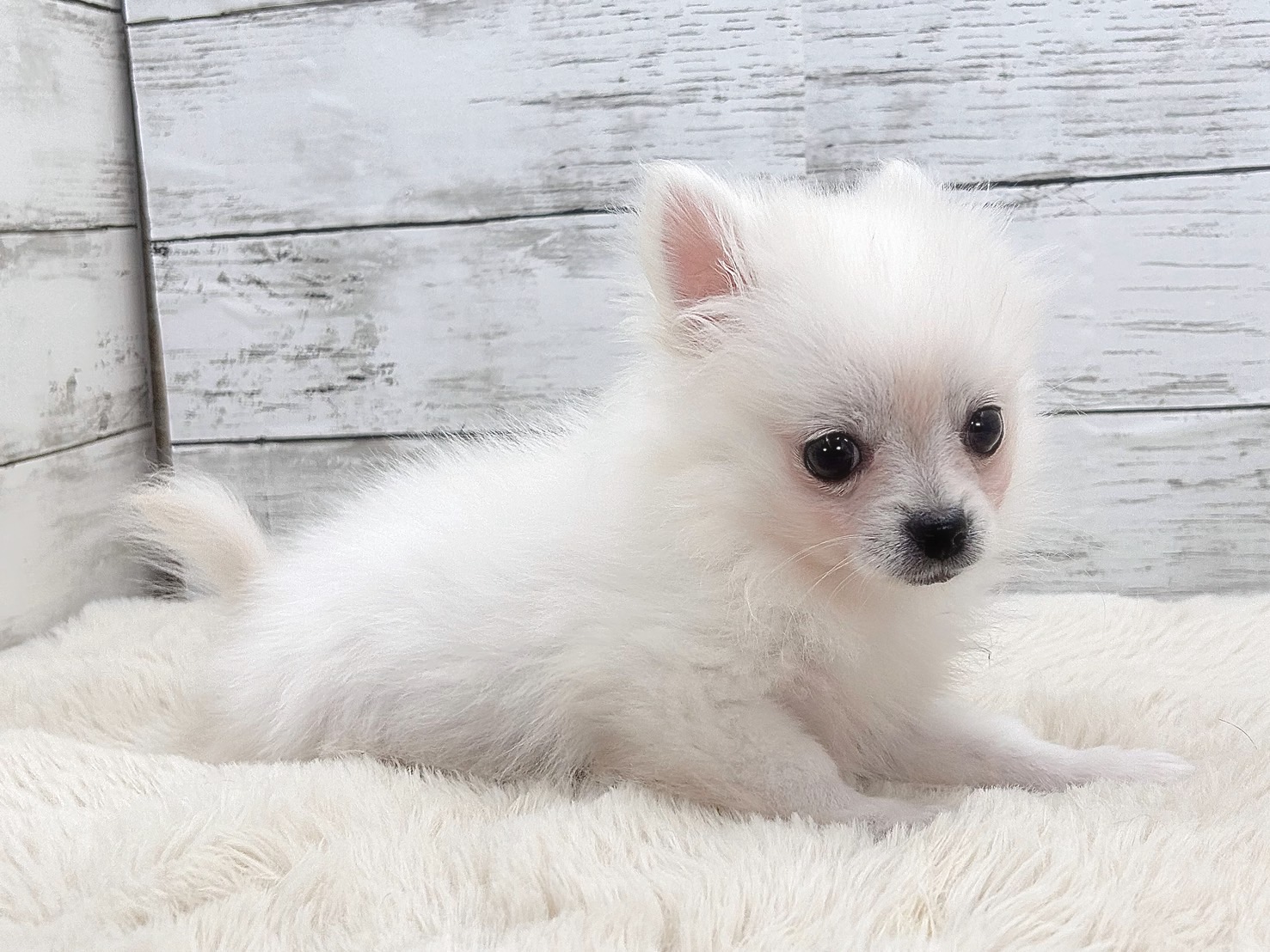 新潟県のポメチワ/チワポメ/ポメチー(ポメラニアン×チワワ) (かねだいペットトライアル魚沼/2025年10月28日生まれ/男の子/クリーム)の子犬の4枚目の画像