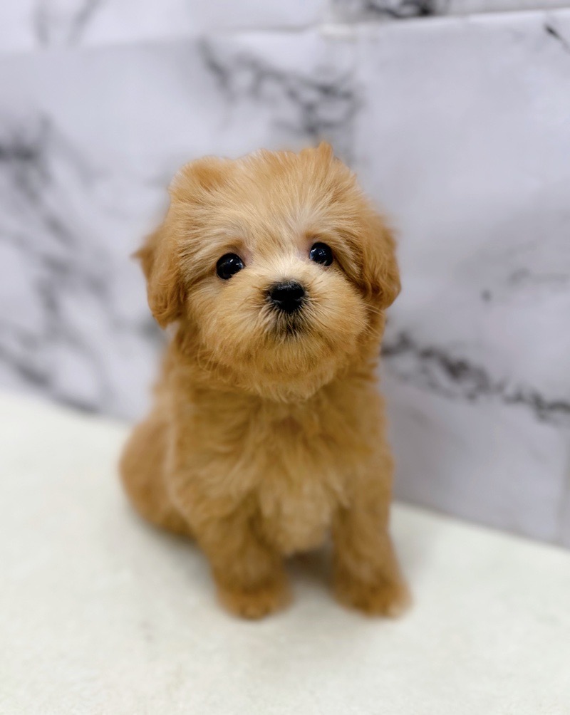 神奈川県のマルプー(マルチーズ×プードル) (かねだい東戸塚店/2025年11月7日生まれ/男の子/アプリコット)の子犬の1枚目の画像