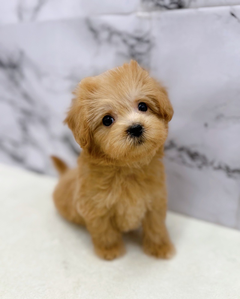 神奈川県のマルプー(マルチーズ×プードル) (かねだい東戸塚店/2025年11月7日生まれ/男の子/アプリコット)の子犬の2枚目の画像