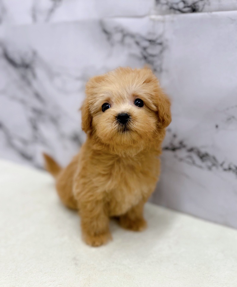 神奈川県のマルプー(マルチーズ×プードル) (かねだい東戸塚店/2025年11月7日生まれ/男の子/アプリコット)の子犬の3枚目の画像